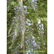 Blauregen-Wisteria-Glyzine floribunda 'Blue Dream' 80/100 cm