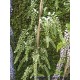Blauregen (weiß) - Wisteria - Glyzine floribunda alba 80 - 100 cm