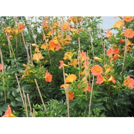 Klettertrompete - Campsis 'Grandiflora' 80 - 100 cm