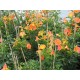 Klettertrompete - Campsis 'Grandiflora' 40 - 60 cm