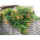 Klettertrompete - Campsis 'Grandiflora' 40 - 60 cm