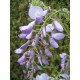 Blauregen - Wisteria - Glyzine Sorte: Prolific (veredelte Pflanze) 80 - 100 cm