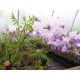 Blauregen - Wisteria - Glyzine Sorte: Prolific (veredelte Pflanze) 80 - 100 cm