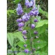 Blauregen-Wisteria-Glyzine floribunda 'Violacea Plena' 80-100 cm