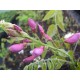 Blauregen-Wisteria-Glyzine venusta 'shova-beni' (Samtwisterie) 80 - 100 cm rosa