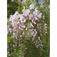 Blauregen (rosa) - Wisteria - Glyzine floribunda 'rosea' 80 - 100 cm