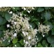 Kletterhortensie - Hydrangea petiolaris  80/100 cm