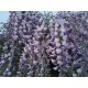 Blauregen - Wisteria  floribunda 'Issaii' 80 - 100 cm