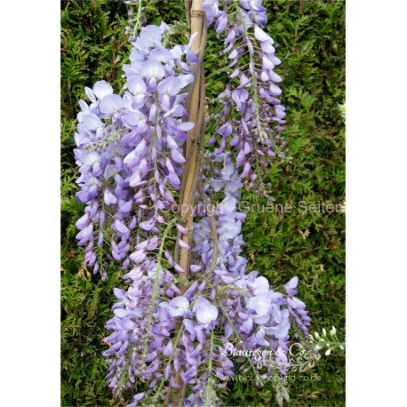 Blauregen - Wisteria sinensis Prolific 80 - 100 cm
