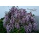 Blauregen - Wisteria  floribunda 'Issaii' 80 - 100 cm