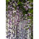 Blauregen - Wisteria  floribunda 'Macrobotrys' 80 - 100 cm