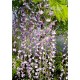 Blauregen - Wisteria  floribunda 'Macrobotrys' 80 - 100 cm