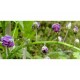 Blauregen-Wisteria-Glyzine floribunda 'Violacea Plena' 80-100 cm