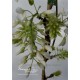 Blauregen-Wisteria-Glyzine venusta 'alba' 80-100 cm (Samtwisterie) weiß