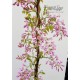 Blauregen rosa-Wisteria-Glyzine venusta 'shova-beni' (Samtwisterie) rosa 80-100 cm