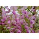 Blauregen rosa-Wisteria-Glyzine venusta 'shova-beni' (Samtwisterie) rosa 80-100 cm