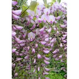 Blauregen (rosa) - Wisteria - Glyzine 'floribunda. rosea 40 - 60 cm 