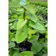 Pfeifenwinde - Aristolochia macrophylla  80/100 cm