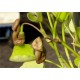 Pfeifenwinde - Aristolochia macrophylla  80/100 cm